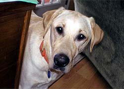 Rufus (Rudy reincartated)